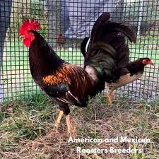 Discover (and save!) your own pins on pinterest Fino Ejemplar American And Mexican Roosters Breeders Facebook