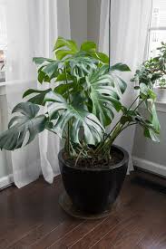 Monstera Deliciosa Care Guide Growing Monstera Deliciosa Indoors Monstera Deliciosa Care House Plant Care Banana Plants