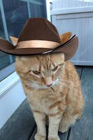Cat memes cowboy meme singing hat kitty crying cats today song funny talking humor cow know junkee come side kittens. Get Em Cowboy Cats Cat And Dog Memes Cat Costumes