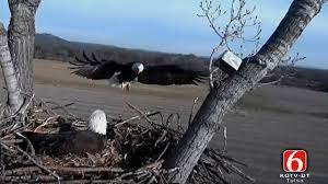 Hdrip / in theaters * working in the shadow of his father, an esteemed police veteran (samuel l. Camera Shows Oklahoma Bald Eagle Nest To The World