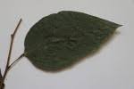 Image result for Tannodia swynnertonii