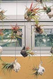 See more ideas about air plants, plants, plant design. 63 Air Plant Design Decor Ideas Air Plants Tillandsia Plants
