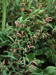 Image result for Persicaria hystricula
