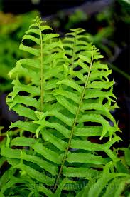 Image result for Nephrolepis biserrata