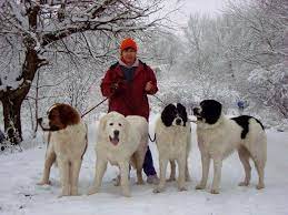 We did not find results for: Caini Ciobanesc Romanesc De Bucovina Photos Facebook