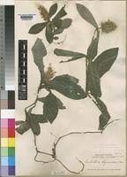 Image result for Lankesteria