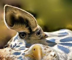 A Strange Animal Weird Animals Animals Animals Wild