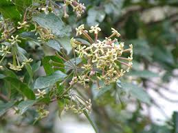 Image result for Oncinotis tenuiloba