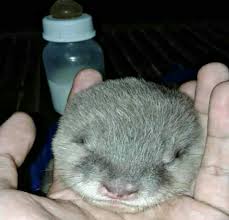 Cara Merawat Otter Dari Bayi Yang Masih Merem Sampai Dewasa Hobinatang