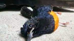 Penyebab Dan Cara Mengatasi Burung Mati Secara Mendadak
