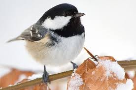 Wintervogel Bestimmen Meisen Im Vergleich Nabu Tannenmeise Einheimische Vogel Vogel Als Haustiere