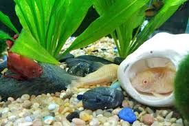 Other red eared sliders and mayby goldfish.but 1 thing i know that live with red eared sliders are betta fish.becuse ive kept them together before several times.becuse i have ared. Betta And Shrimp In A 10 Gallon Tank And Betta Tank Mates For 10 Gallon