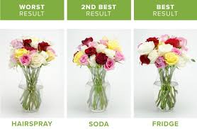 Cooles spielzeug, das sich mit fließenden bewegung an armen entlang bewegt! How To Make Flowers Last Longer 9 Tricks Proflowers
