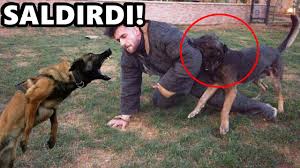 Ücretsiz belçika kurdu köpek sahiplendirme i̇lanları | sahibinden.com. Belcika Kurdu Fena Saldirdi Makine Gibi Kopekler Youtube