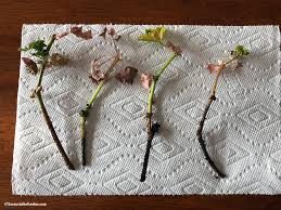 Image result for cuttings of geraniums