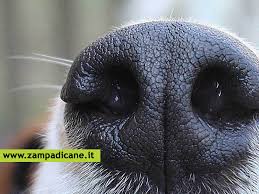 Le malattie autoimmuni sono patologie caratterizzate da una reazione scorretta del sistema il sistema immunitario di chi soffre di una malattia autoimmune non distingue i tessuti sani. Il Lupus Discoide Nel Cane Una Malattia Quasi Sempre Benigna