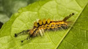 Nj Green And Black Caterpillar Identification Information