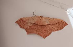 Image result for Timandra griseata