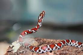 Eastern Milk Snake Lampropeltis Triangulum Triangulum Milk Snake Snake Reptiles Facts