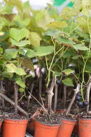 Locations that receive at least morning and afternoon sun are the best. Growing Grapes How To Plant Maintain Grape Vines