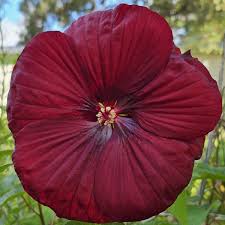 Image result for Hibiscus Red 2017 Vito