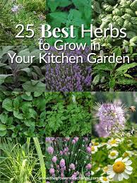 25 Best Herbs To Grow In Your Kitchen Garden The Herb Exchange Best Herbs To Grow Buy Herbs Perennial Herbs