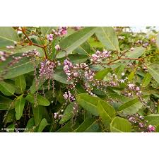 Image result for Hardenbergia