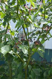 We did not find results for: Cornus Alternifolia Pagoda Dogwood Prairie Moon Nursery