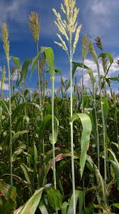 Image result for Sorghum bicolor