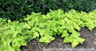 A wonderful climber with dozens of yellow locket flowers which insist on climbing on any convenient trellis, fence or other support. Sweet Potato Vine