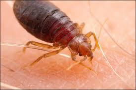 Bed bug removal usually requires professionals but for certain infestations click here to get free pest control quotes! Bed Bug Removal Professional Pest Control Inc