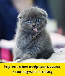 15 dokazatelstv togo chto imenno kot car zverej funny animal photos animals cat boarding