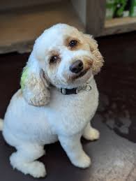 🎉🎂 Happy 5th Birthday to the Very Loved Lulu Belle! 🎂🎉 Today is a  special day at Playtime Pup Ranch as we celebrate the 5th birthday of our  beloved Cockapoo, Lulu Belle