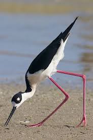 Results Of The Best Photo Of The Week Ended 19 Oct 2013 Focusing On Wildlife Wild Birds Photography Sea Birds World Birds