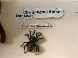 Durch ihr gift können ihre opfer i. Mannheim Neckarau Spinnen Und Insektenwelt Ausstellung Mit Uber 70 Arten In Volkshaus Mannheim