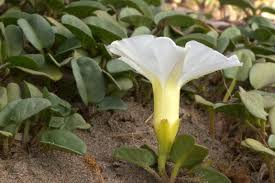 Image result for Ipomoea tenuipes