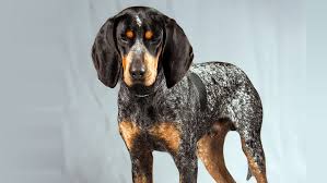 Black And Tan Foxhound Puppies Bluetick Coonhound Pictures Bluetick Coonhound Coonhound Coonhound Puppy