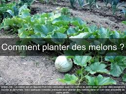 Epingle Sur Vegetal
