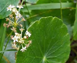 Image result for Hydrocotyle bonariensis