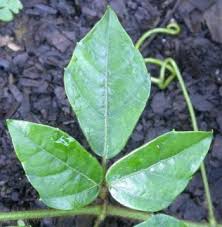 Image result for Rhoicissus tomentosa