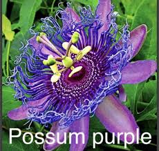 Image result for Passiflora edulis