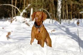 Image result for maďarský krátkosrstý ohař