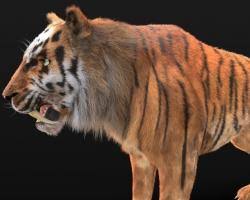 Un libro è un insieme di fogli, stampati oppure manoscritti, delle stesse dimensioni, rilegati insieme in un certo ordine e racchiusi da una copertina. Sabre Tooth Tiger Coloring Page 3d Models Stlfinder
