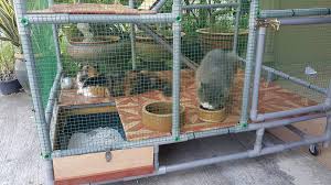 Diy cat cage using pvc pipe. Facebook