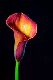 According to one study, 73% of owners whose cats. Is Calla Lily Poisonous To Cats And Dogs