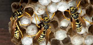 Locate the wasps and spray them until they stop moving. How To Get Rid Of Wasps Kill Prevent Hornets Raid