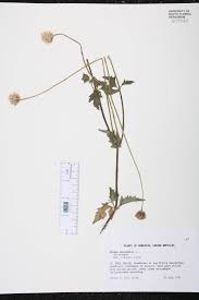 Image result for Tridax