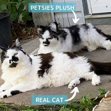 1920x1080 cat pc wallpaper free resolution: Make A Custom Stuffed Animal Of Your Cat Petsies