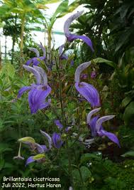 Image result for Brillantaisia cicatricosa