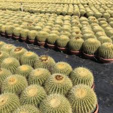 ✅ free shipping on many items! 12 Plus Echinocactus Grusonii Golden Barrel Thenextgardener